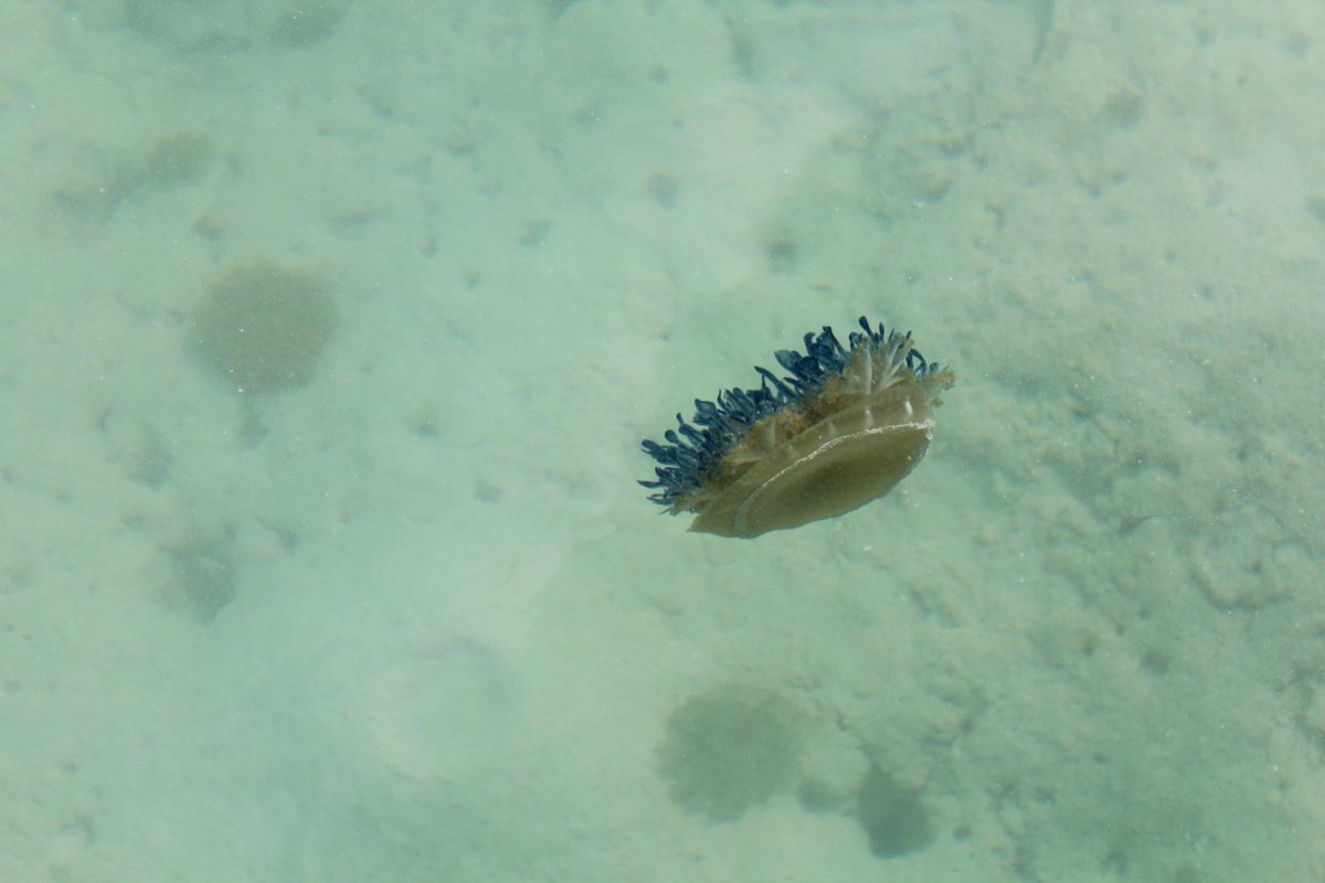 TURNEFFE FLATS (TURNEFFE ATOLL, BELIZE): 455 fotos e avaliações ...