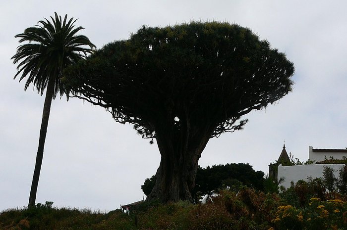 Imagen 10 de Canaries Plongee tenerife