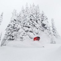 Selkirk glades
