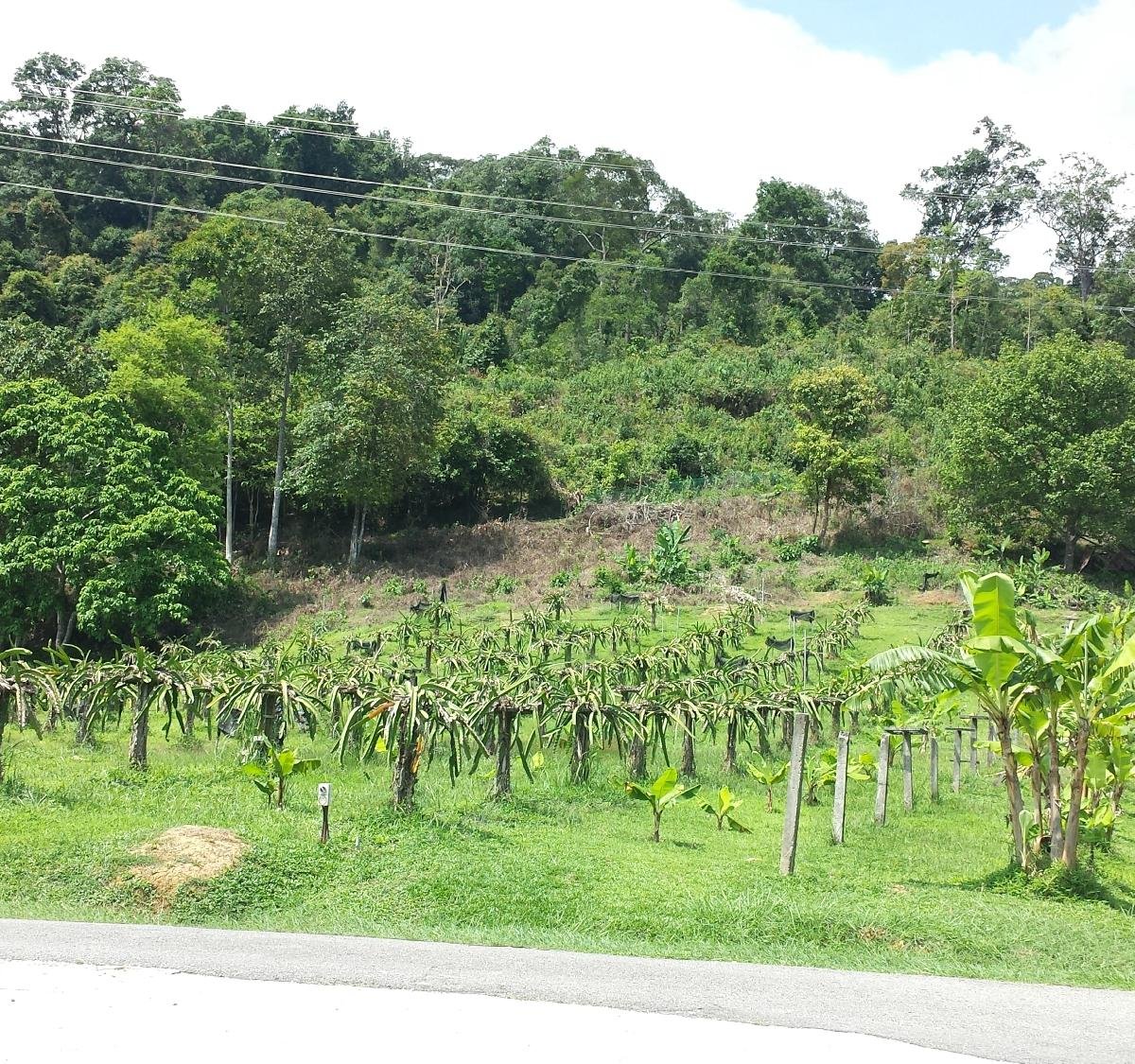 MARDI Langkawi Agro Technology Park, Лангкави: лучшие советы перед  посещением - Tripadvisor