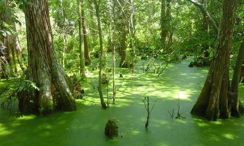 Cypress swamp
