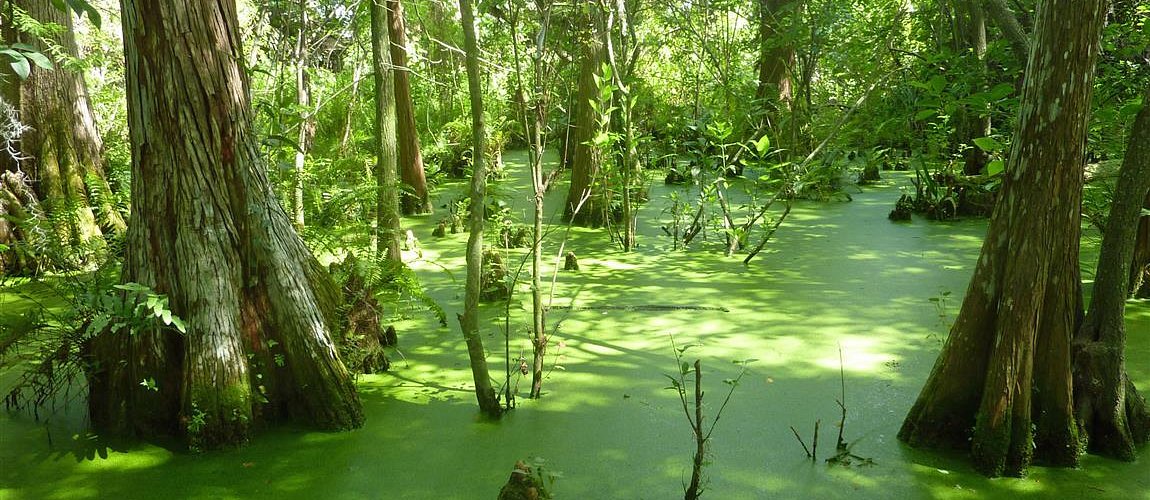 Cypress swamp