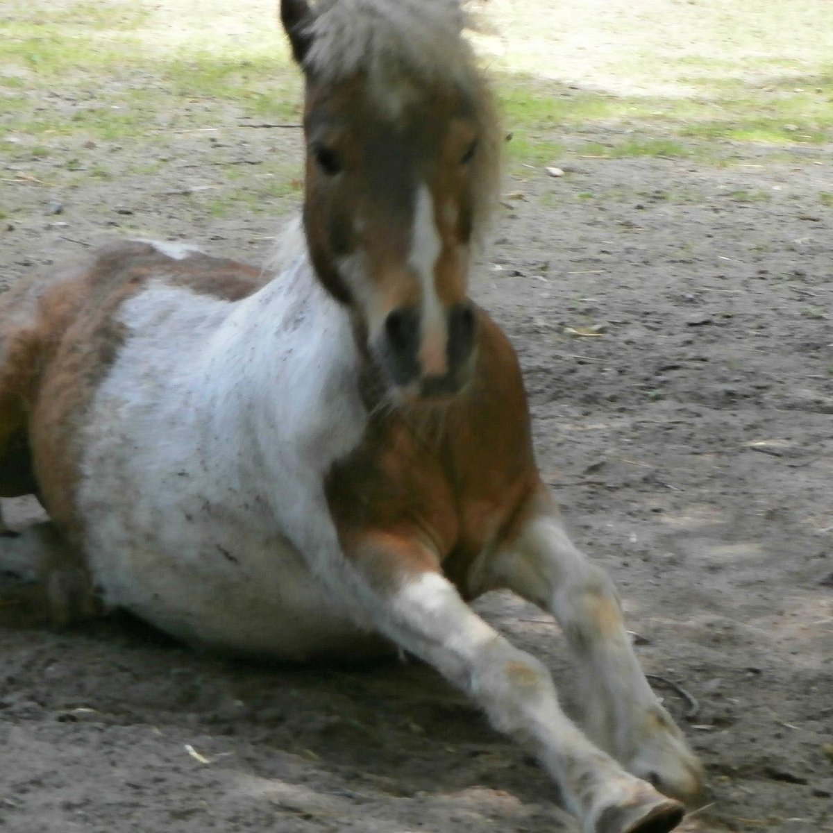 Kobelt Zoo, Франкфурт: лучшие советы перед посещением - Tripadvisor