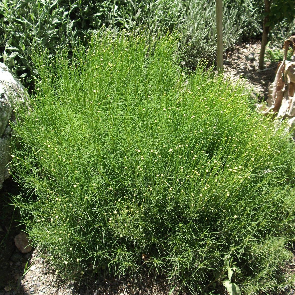 MARAVEL GARDEN (Spili) All You Need to Know BEFORE You Go
