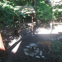 Deer & bird viewing