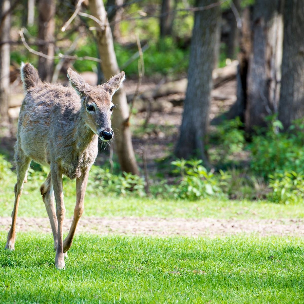 FAWN DOE ROSA WILDLIFE EDUCATIONAL PARK (Saint Croix Falls) All You