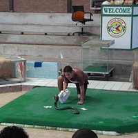 Hitting the snake with a blanket!