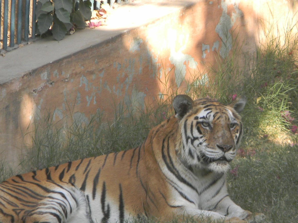 Painting of Bengal Tiger Resting in the Grass on Display at Jaipur