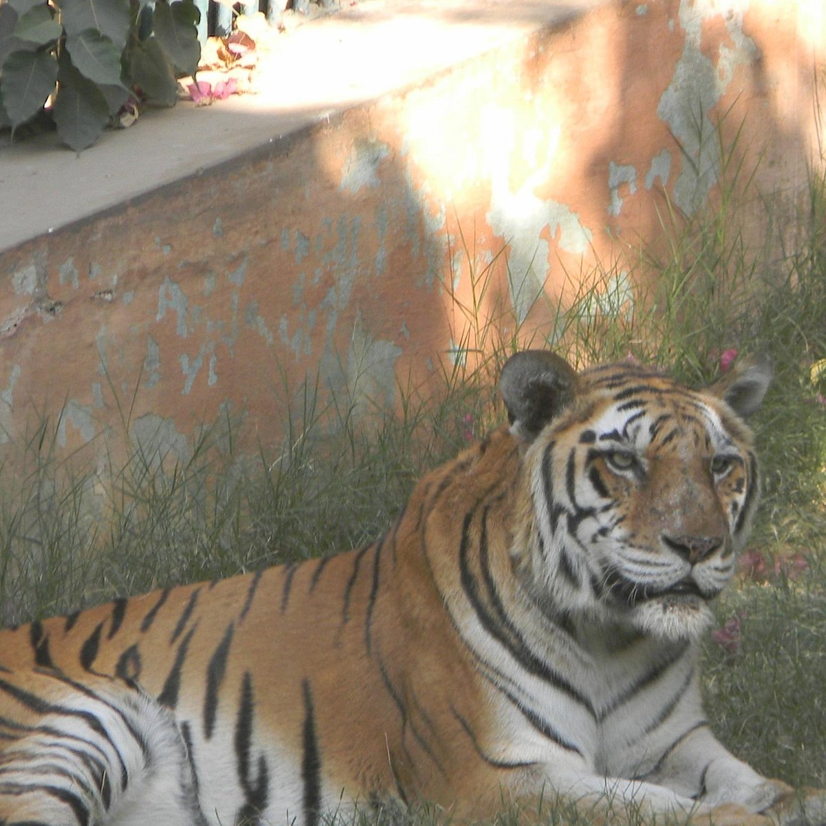 Jaipur Zoo - All You Need to Know BEFORE You Go (with Photos)