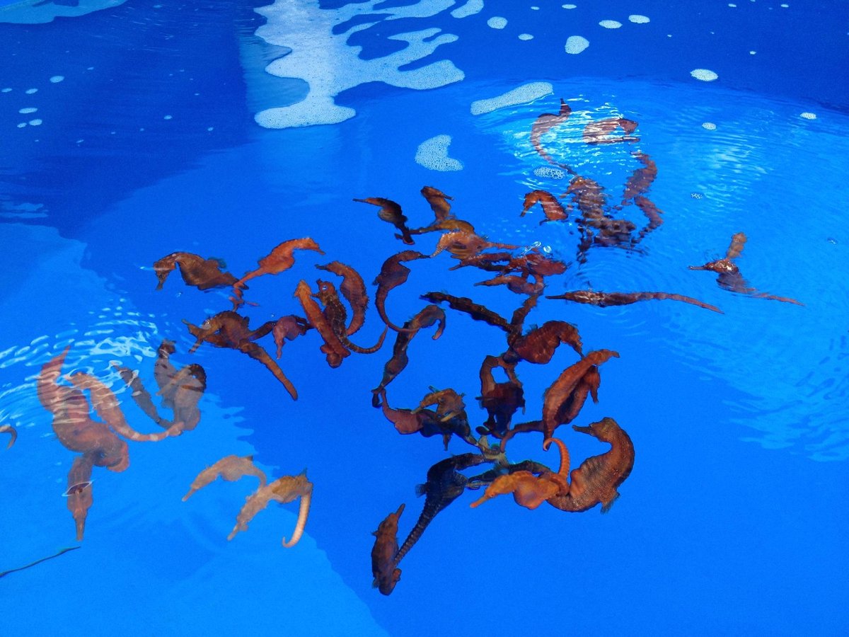 Ocean Rider Seahorse Farm, Каилуа-Кона: лучшие советы перед посещением -  Tripadvisor