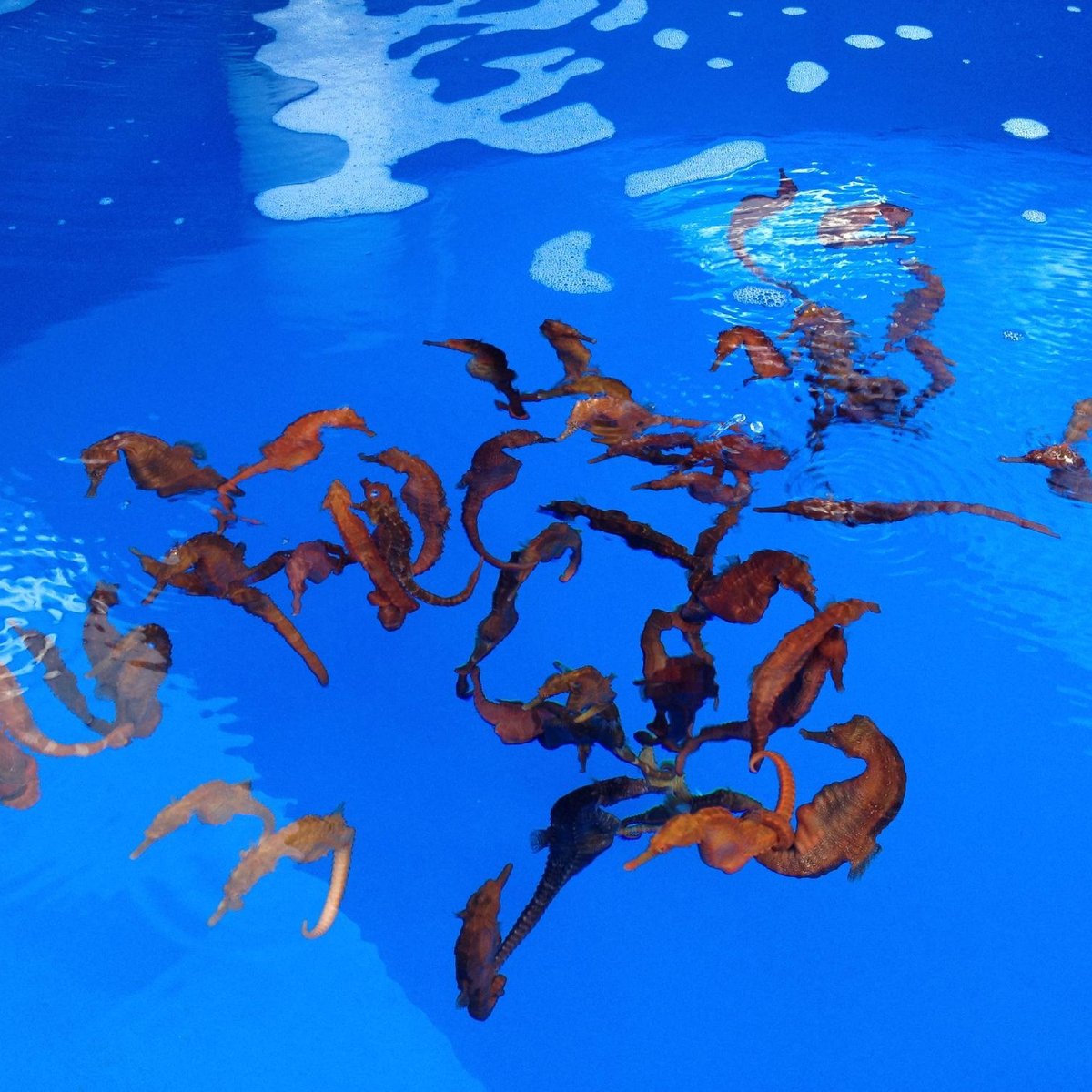 Ocean Rider Seahorse Farm, Каилуа-Кона: лучшие советы перед посещением -  Tripadvisor