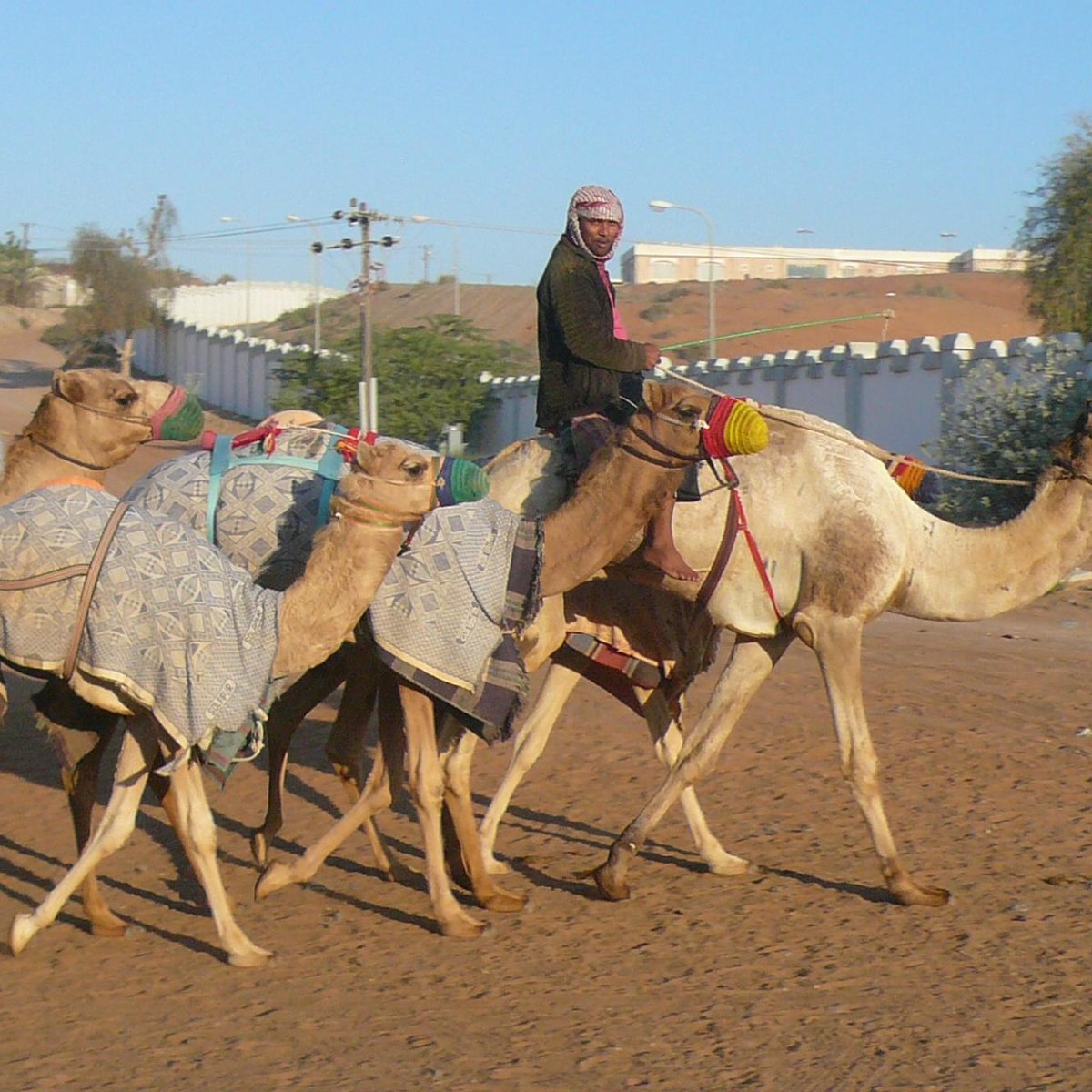 Al Sawan Camel Track, Рас эль-Хайма: лучшие советы перед посещением -  Tripadvisor