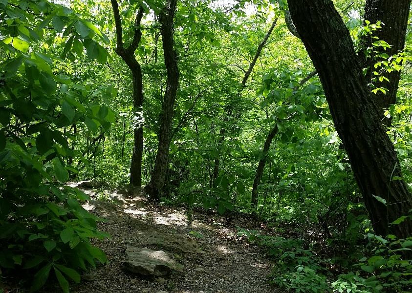 Burr Oak Woods Conservation Area image