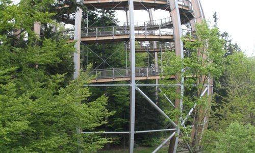 Tree Top Walk - Exit