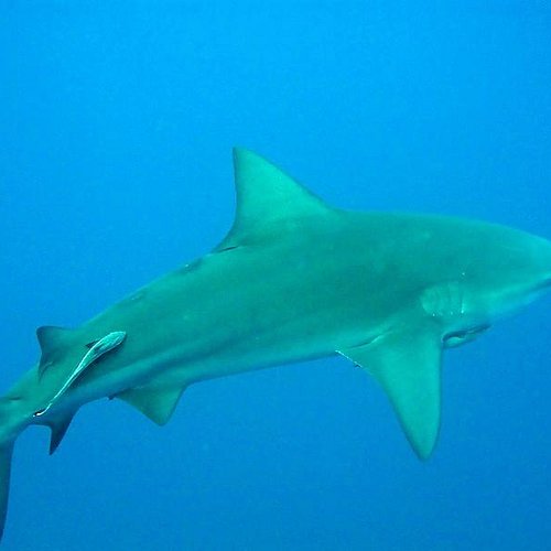 THE BEST Maputo Province Shark Diving Activities (Updated 2024)