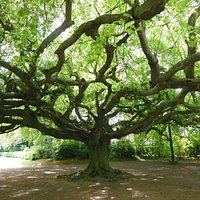 Weeping Beech in Jardin Publique de Bayeux