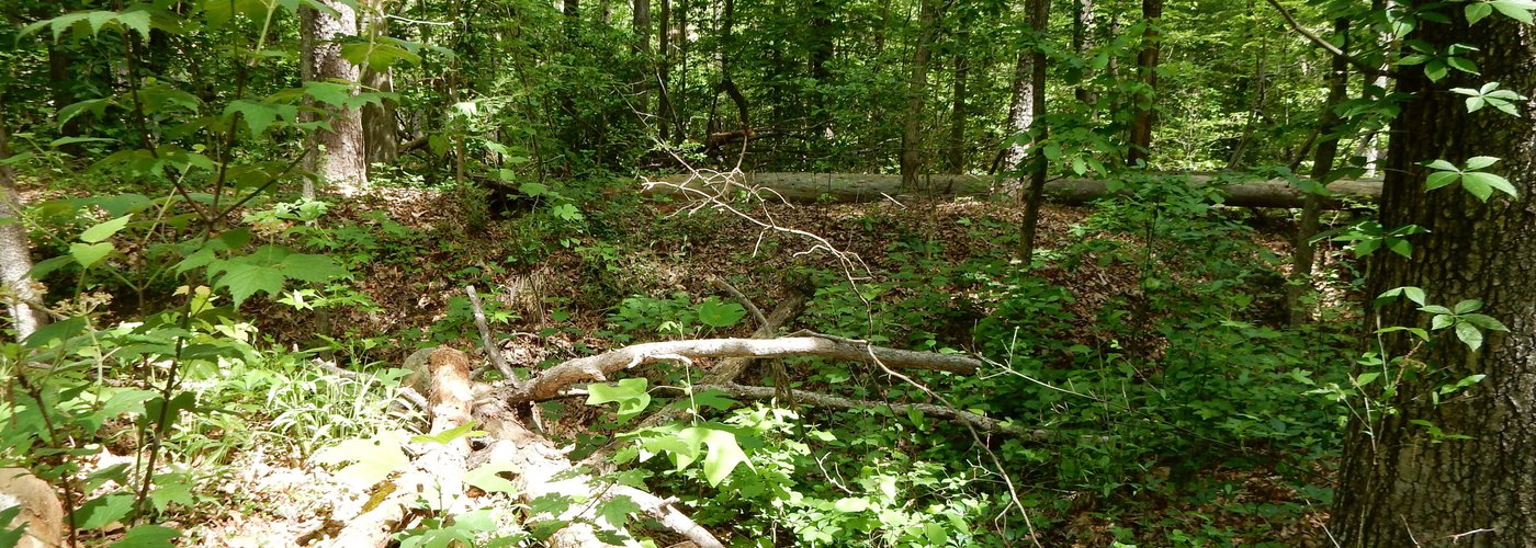 View of area of ill-fated Union attack by the drunk General