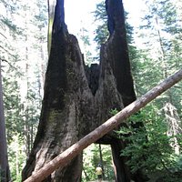 Old "drive through" tree at Tuolumne Grove