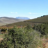 Vineyards in the Tygerberg Valley, where a high point has a glimpse of Table Mountain