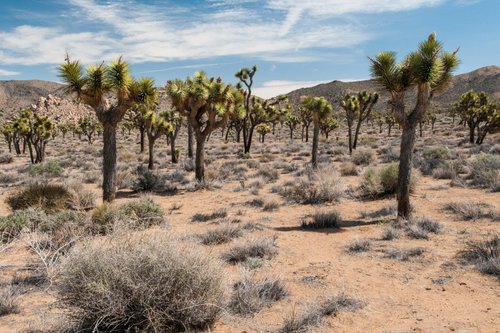 Joshua Tree National Park review images