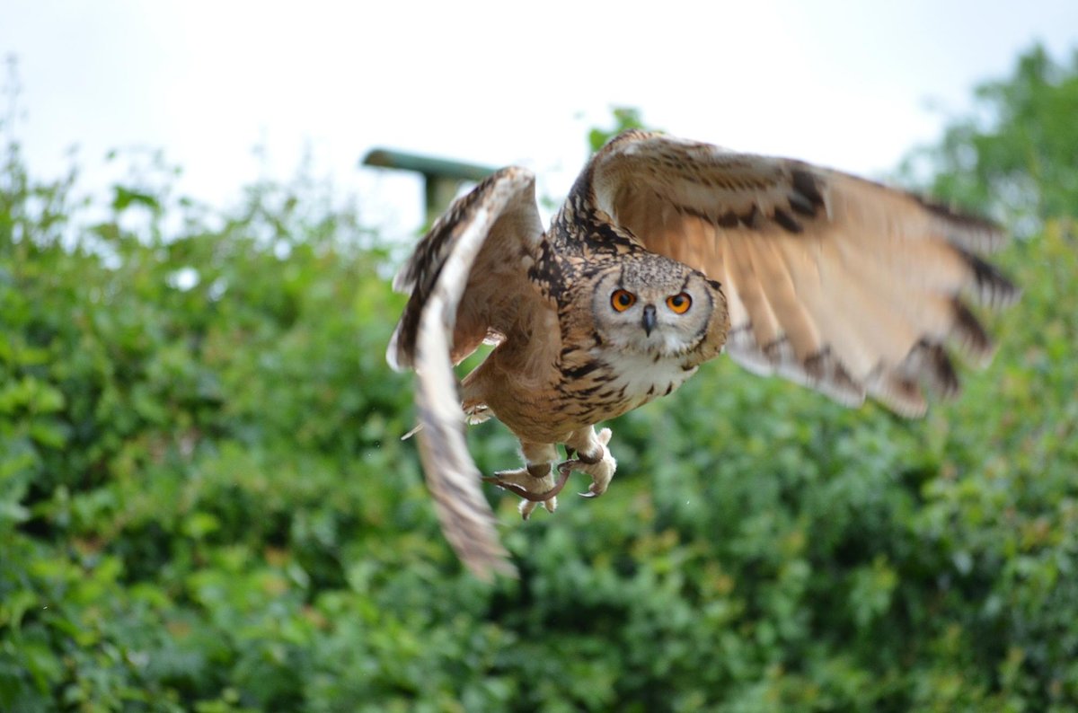 Suffolk Owl Sanctuary - All You Need to Know BEFORE You Go (2024)