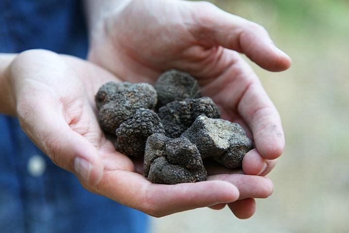 Truffle Hunting at Les Pastras image