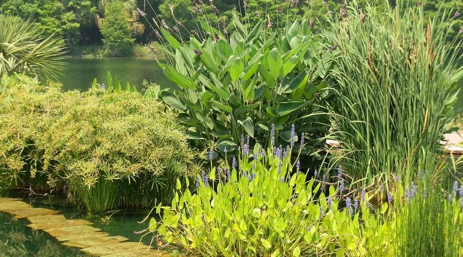 The water garden bog