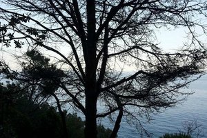Viaggiatori