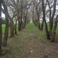 2 rows of trees