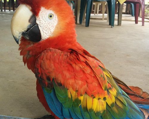 craigslist birds for sale in orlando