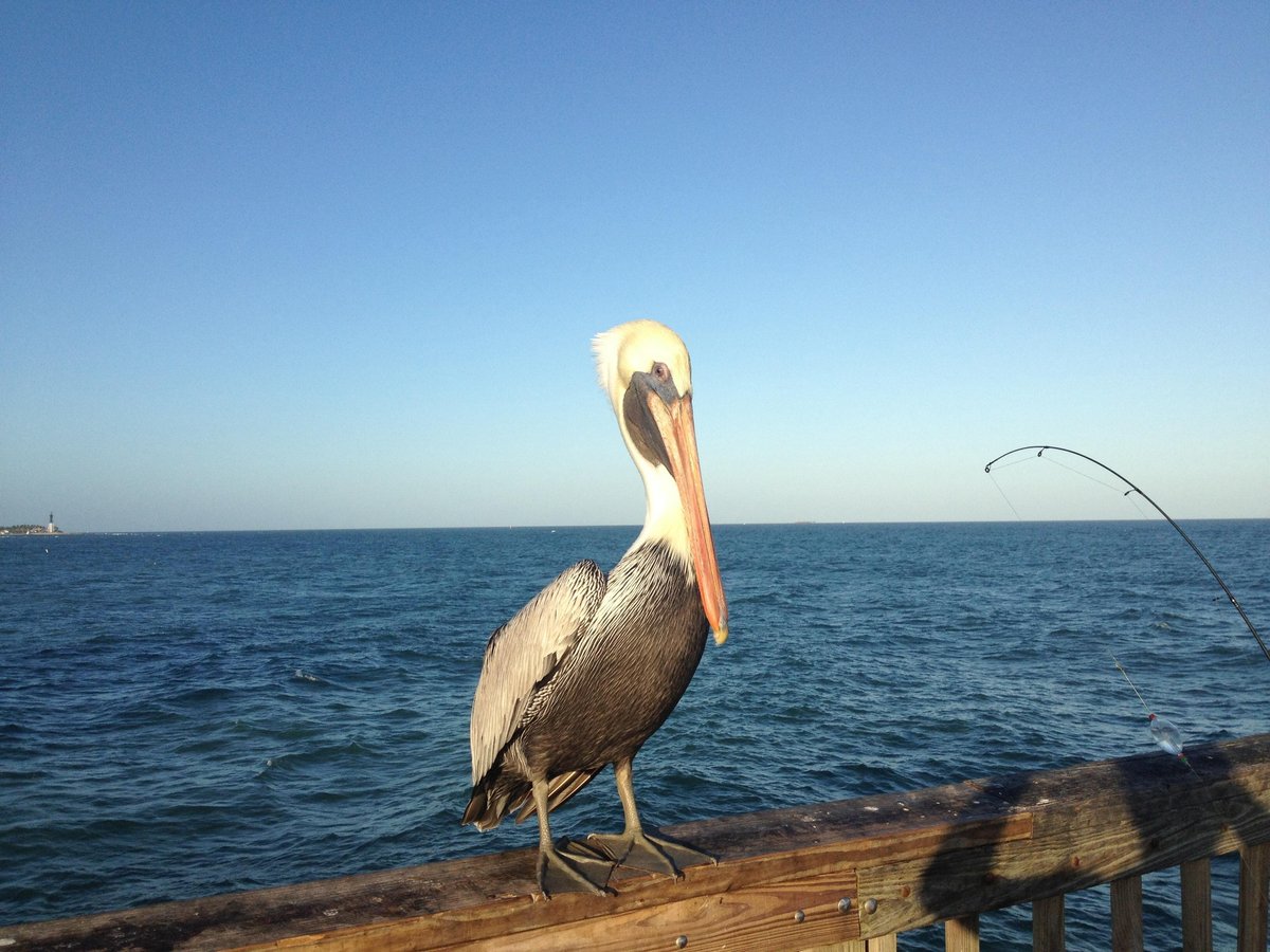 Pompano Municipal Pier - All You Need to Know BEFORE You Go (2024)