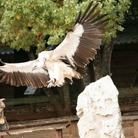Retour du Vautour de l'Himalaya.