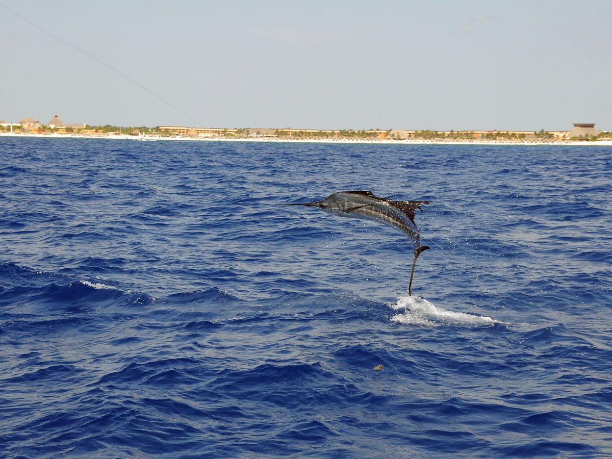 Fish box booty! - Picture of Captain's Reel Deep Sea Fishing, Newport -  Tripadvisor