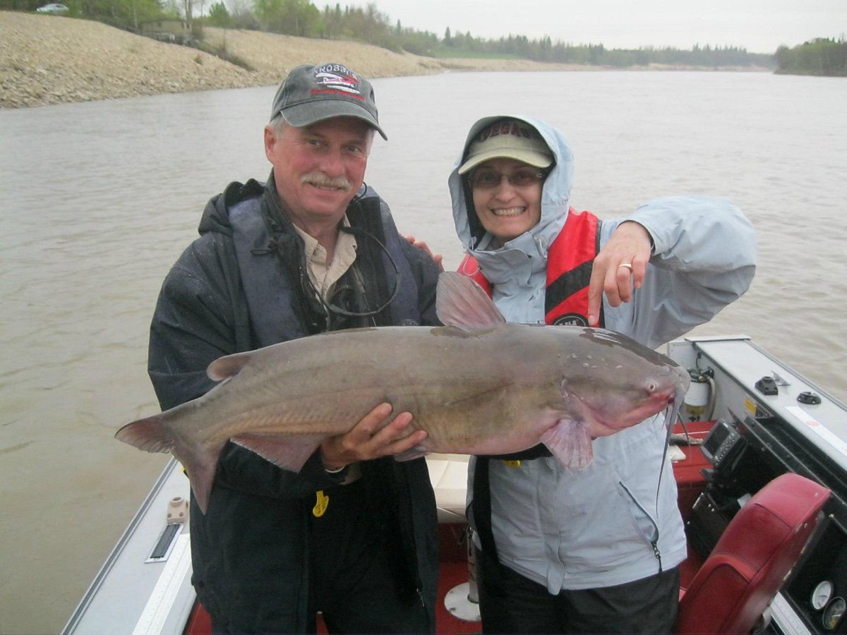 Scissorkick Walleye! Testing out a new lure on Lake Manitoba
