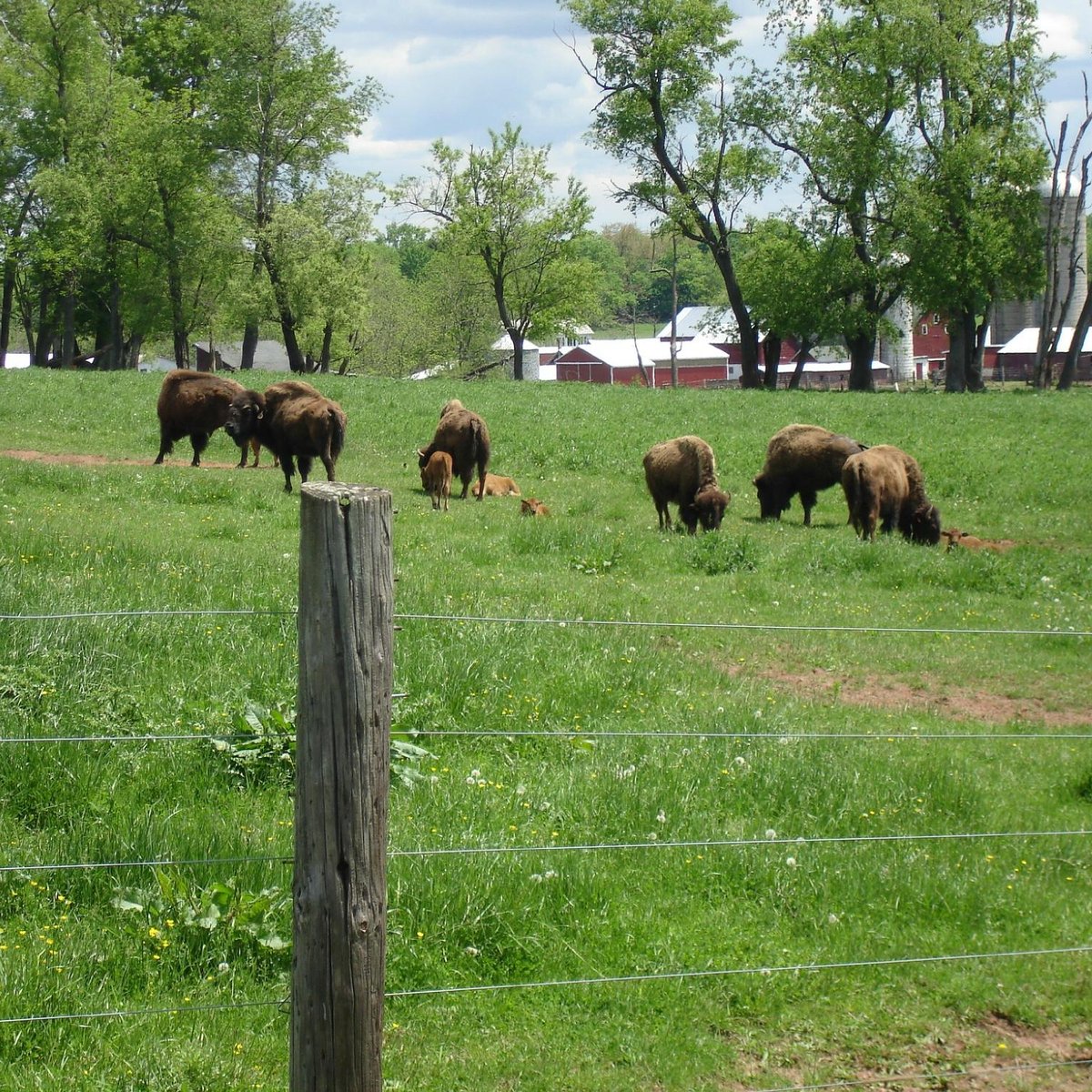 Readington River Buffalo Farm - All You Need to Know BEFORE You Go (2024)