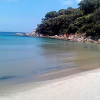 Spartaia bar medusa