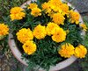 Henriette_4130