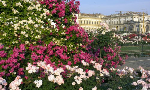 Roseto Niso Fumagalli