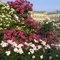 Roseto Niso Fumagalli