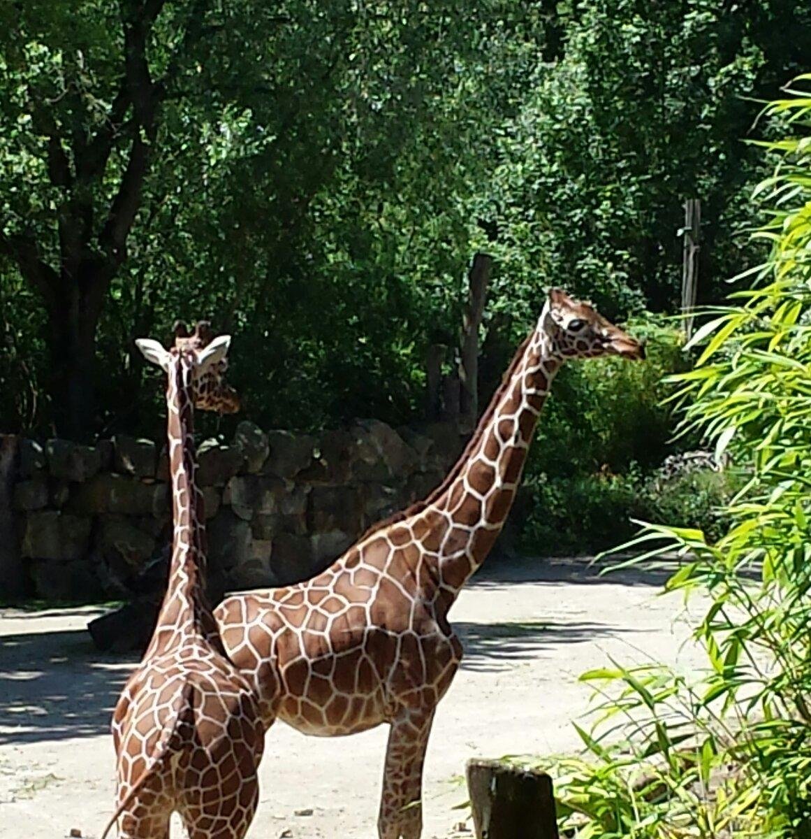 Zoo Osnabrück, Оснабрюк: лучшие советы перед посещением - Tripadvisor