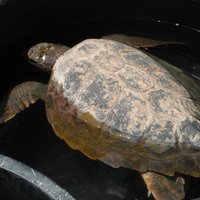 ARCHELON Τhe Sea Turtle Protection Society of Greece (Glyfada) - All ...