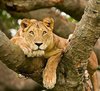 Love Uganda S