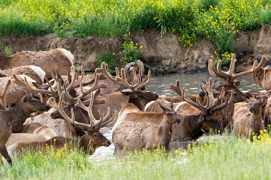 wild safari park omaha