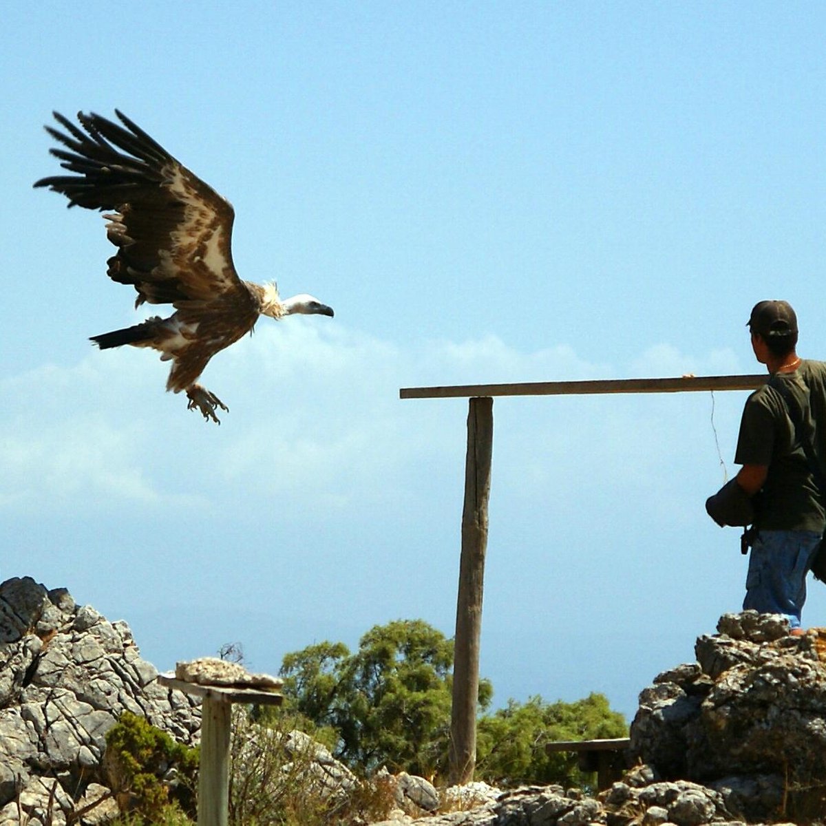 Garden of Eagles (Jardin de Las Aguilas), Бенальмадена: лучшие советы перед  посещением - Tripadvisor