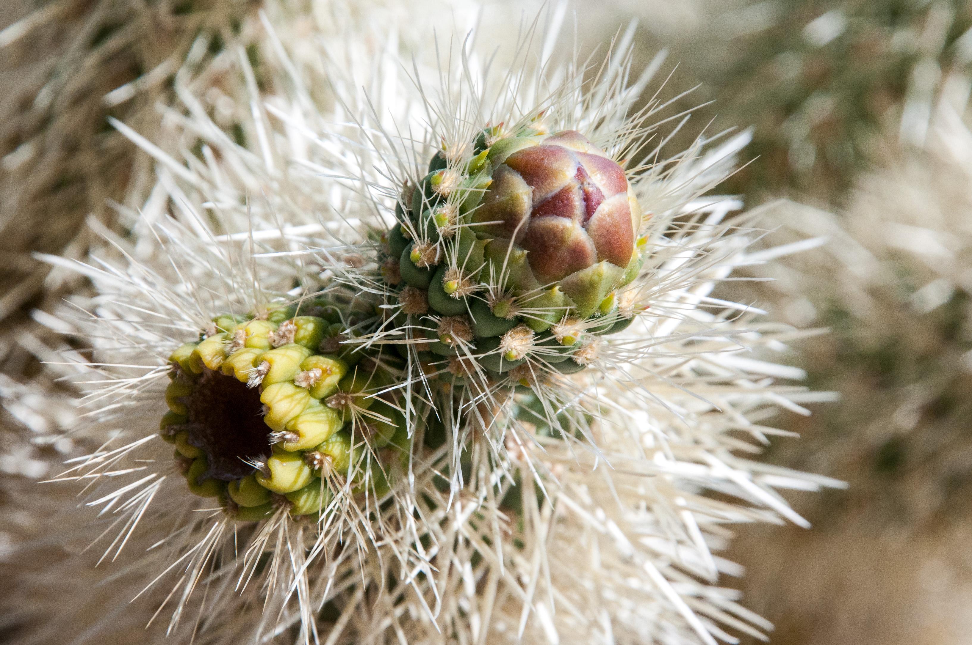 Cholla Cactus Garden 2025 All You Need To Know BEFORE You Go With Cholla Bud Last Year