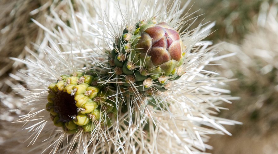 Cholla Bud & Last Year's Flower