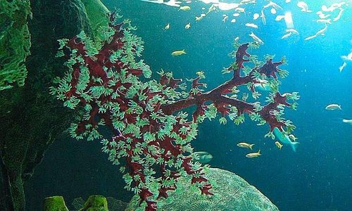 sea plant of some kind