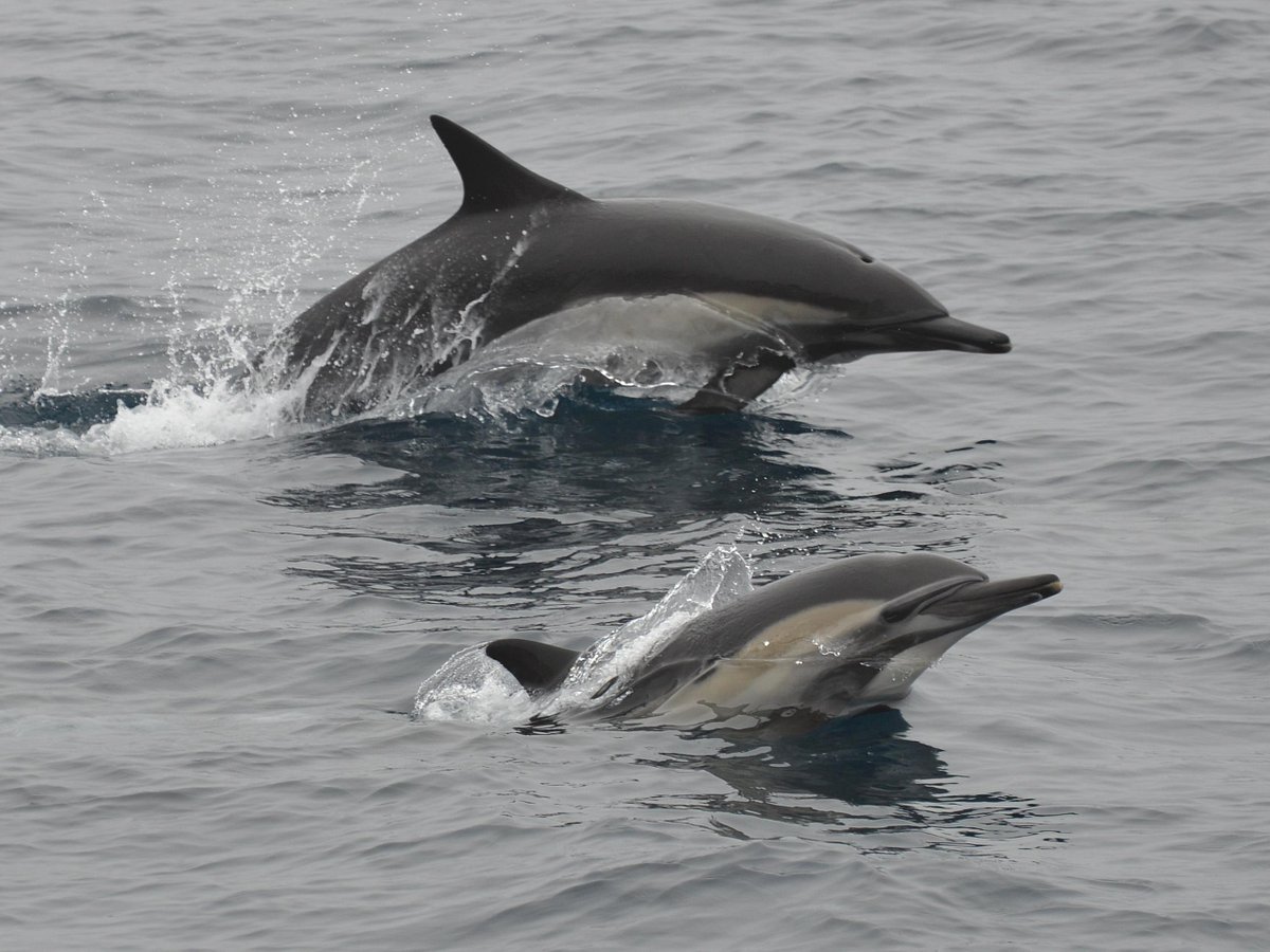 How Long Can Dolphins Stay Out of Water? - Harbor Breeze Cruises