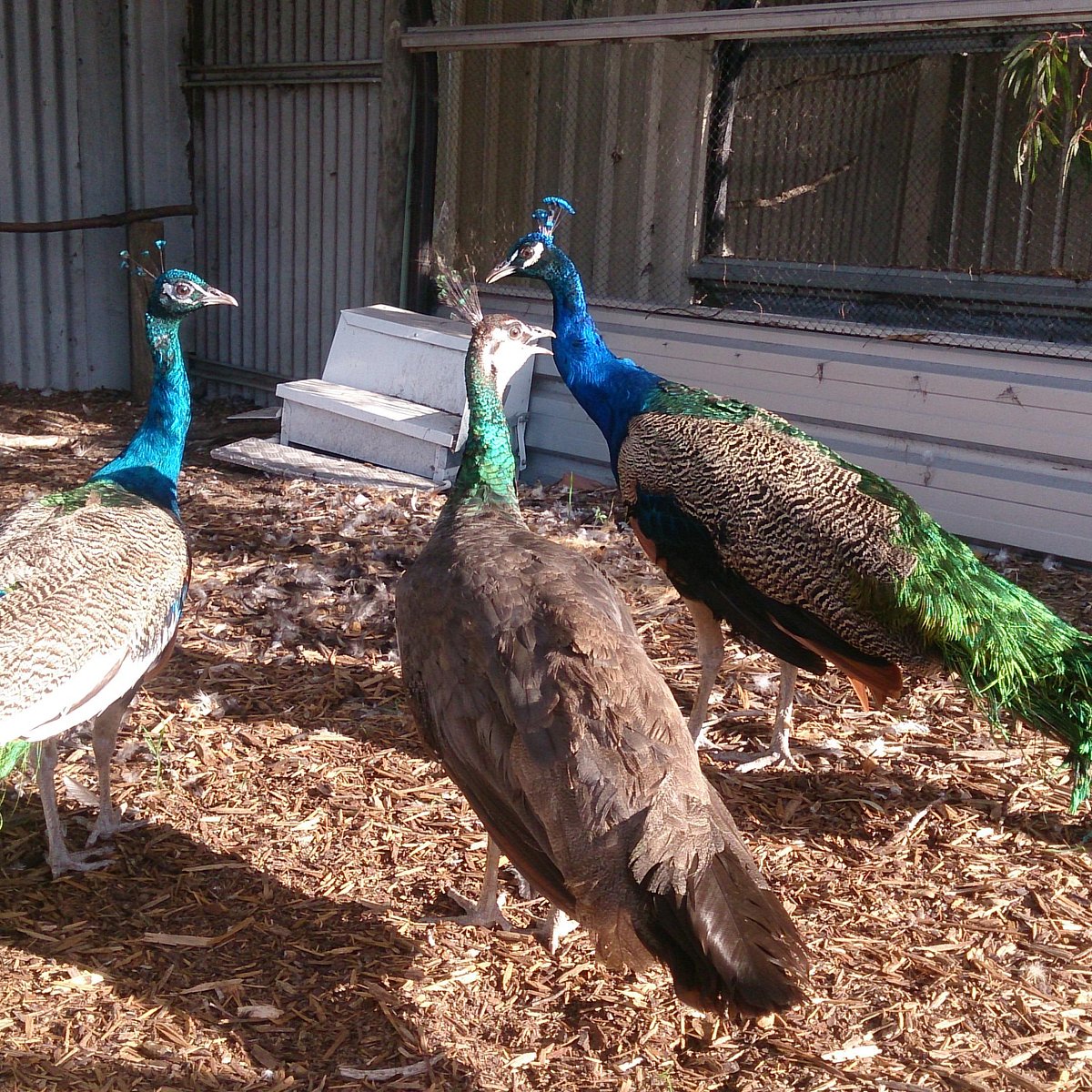 Esperance Bird and Animal Park - All You Need to Know BEFORE You Go