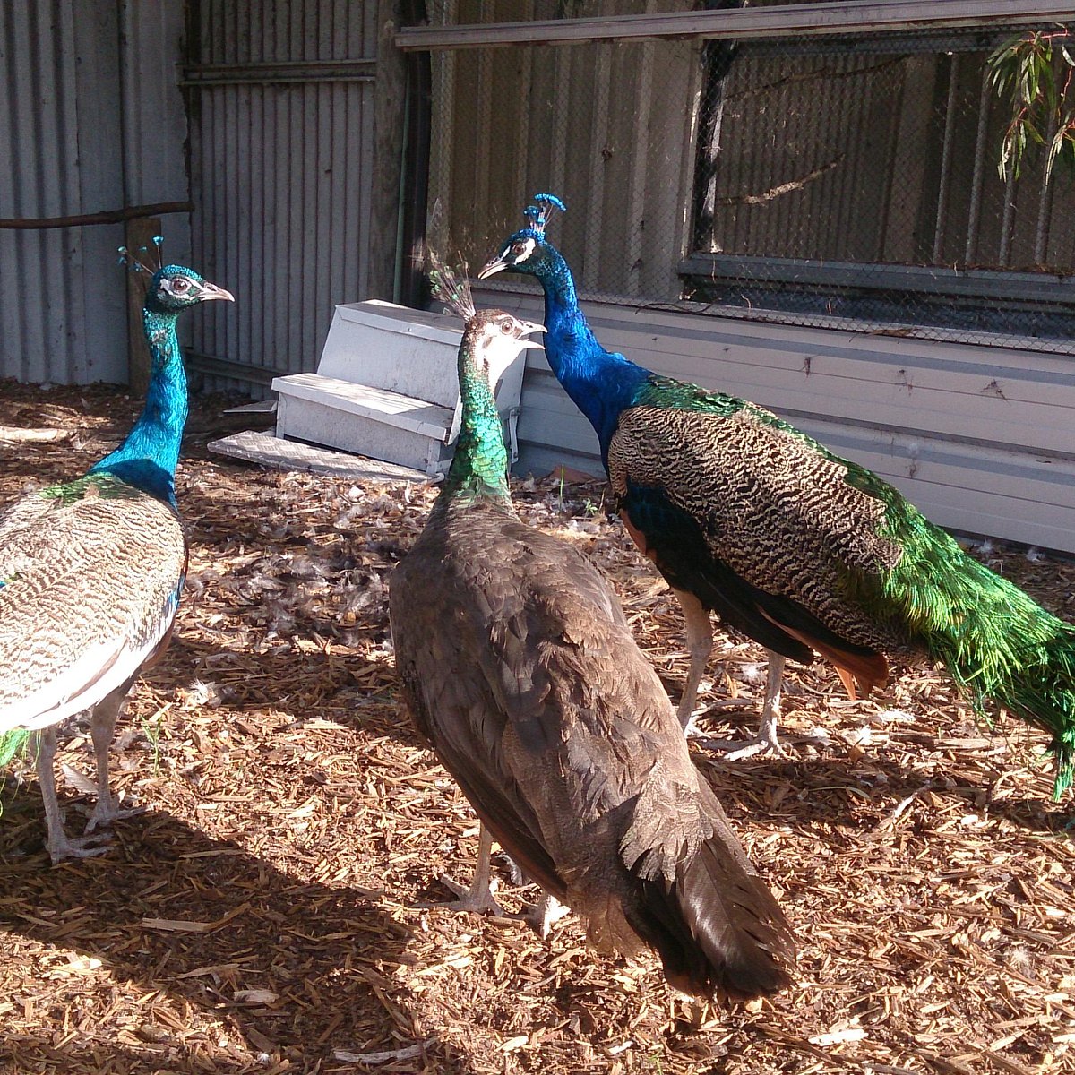 Esperance Bird and Animal Park - All You Need to Know BEFORE You Go Esperance Bird and Animal Park - All You Need to Know BEFORE You Go